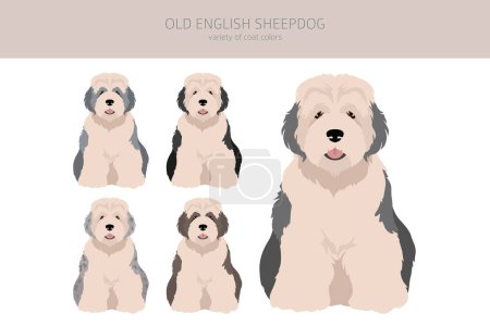 Vieja clipart de perro pastor inglés. Distintas poses, colores del abrigo establecidos. Ilustración vectorial