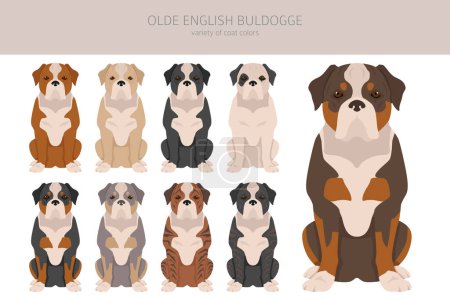 Ilustración de Olde English Bulldogge, Leavitt Bulldog clipart. Distintas poses, colores del abrigo establecidos. Ilustración vectorial - Imagen libre de derechos
