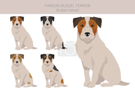 Parson Russel terrier broken haired clipart. Different poses, coat colors set.  Vector illustration