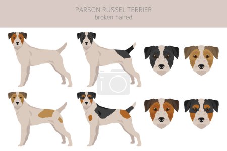 Parson Russel Terrier gebrochene Haarklippe. Verschiedene Posen, festgelegte Fellfarben. Vektorillustration