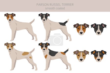 Parson Russel terrier smooth coated clipart. Different poses, coat colors set.  Vector illustration