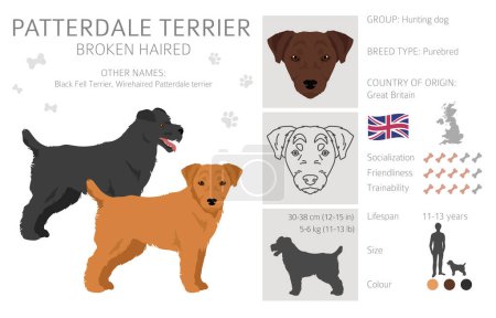 Illustration for Patterdale terrier broken haired clipart. All coat colors set.  All dog breeds characteristics infographic. Vector illustration - Royalty Free Image