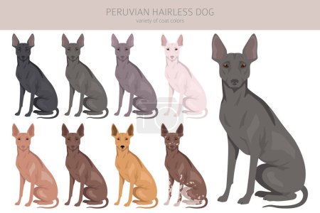 Peruanische haarlose Hundecliparts. Verschiedene Posen, festgelegte Fellfarben. Vektorillustration