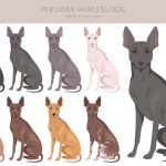 Peruvian hairless dog clipart. Different poses, coat colors set.  Vector illustration