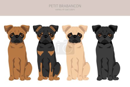 Petit Brabancon, clipart de perros belgas pequeños. Distintas poses, colores del abrigo establecidos. Ilustración vectorial