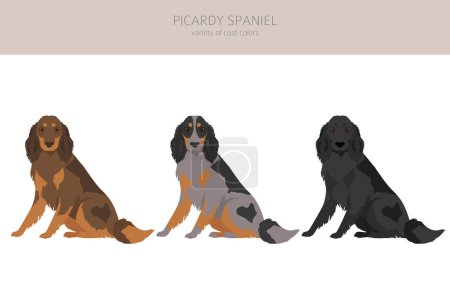 Illustration for Picardy Spaniel clipart. All coat colors set.  All dog breeds characteristics infographic. Vector illustration - Royalty Free Image
