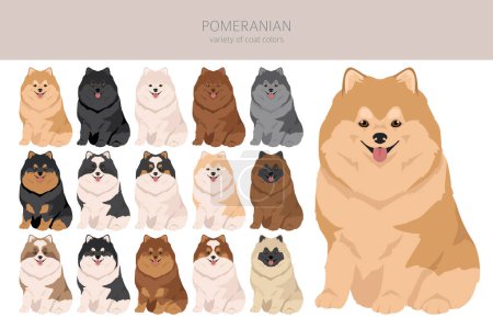 Illustration for Pomeranian German spitz clipart. Different poses, coat colors set.  Vector illustration - Royalty Free Image