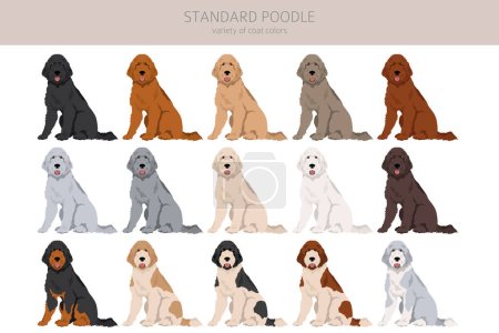 Illustration for Standard poodle clipart. Different poses, coat colors set.  Vector illustration - Royalty Free Image