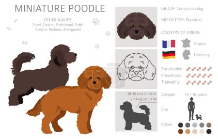 Illustration for Miniature poodle clipart. Different poses, coat colors set.  Vector illustration - Royalty Free Image