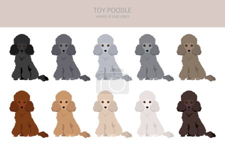 Ilustración de Clipart de caniche de juguete. Distintas poses, colores del abrigo establecidos. Ilustración vectorial - Imagen libre de derechos
