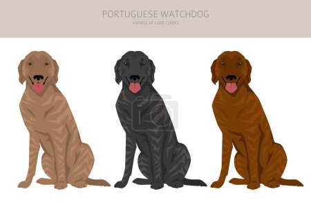 Téléchargez les illustrations : Clipart de chien de garde portugais. Toutes les couleurs de manteau ensemble. Toutes les races de chiens caractéristiques infographie. Illustration vectorielle - en licence libre de droit