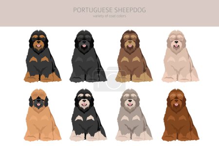 Ilustración de Portada del perro pastor portugués. Distintas poses, colores del abrigo establecidos. Ilustración vectorial - Imagen libre de derechos
