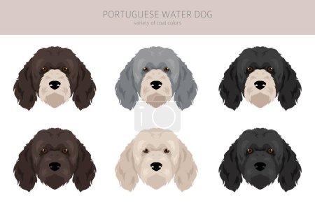 Illustration for Portuguese water dog clipart. Different poses, coat colors set.  Vector illustration - Royalty Free Image
