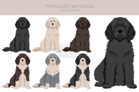 Illustration for Portuguese water dog clipart. Different poses, coat colors set.  Vector illustration - Royalty Free Image