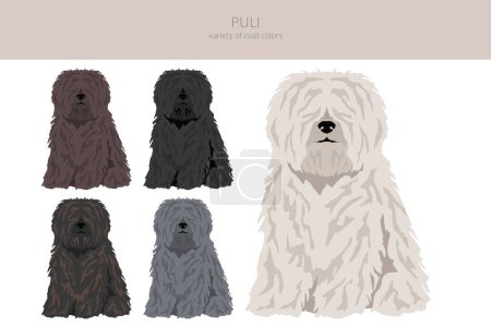 Illustration for Puli clipart. Different poses, coat colors set.  Vector illustration - Royalty Free Image