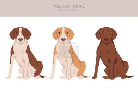 Illustration for Posavac Hound clipart. All coat colors set.  All dog breeds characteristics infographic. Vector illustration - Royalty Free Image