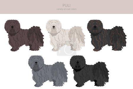 Illustration for Puli clipart. Different poses, coat colors set.  Vector illustration - Royalty Free Image
