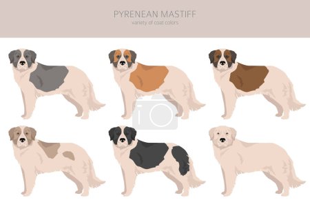 Illustration for Pyrenean mastiff clipart. Different poses, coat colors set.  Vector illustration - Royalty Free Image