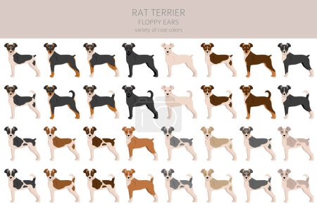 Ilustración de Clipart de terrier rata. Distintas poses, colores del abrigo establecidos. Ilustración vectorial - Imagen libre de derechos
