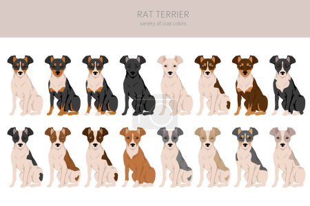 Illustration for Rat terrier clipart. Different poses, coat colors set.  Vector illustration - Royalty Free Image