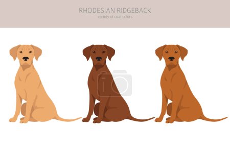 Ilustración de Clipart Rhodesian ridgeback. Distintas poses, colores del abrigo establecidos. Ilustración vectorial - Imagen libre de derechos