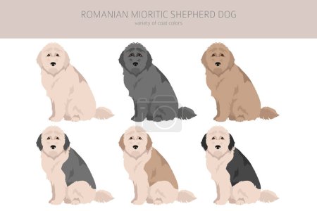 Ilustración de Rumano mioritic pastor perro clipart. Distintas poses, colores del abrigo establecidos. Ilustración vectorial - Imagen libre de derechos