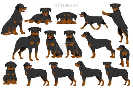 Clipart de Rottweiler. Distintas poses, colores del abrigo establecidos. Ilustración vectorial