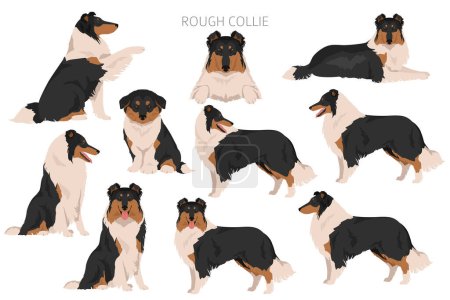 Illustration for Rough collie clipart. Different poses, coat colors set.  Vector illustration - Royalty Free Image