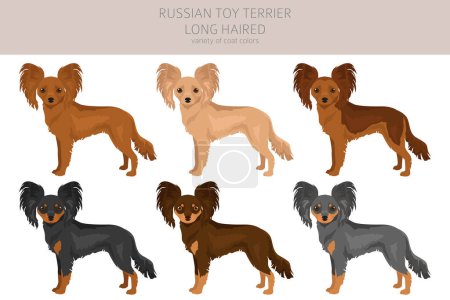 Ilustración de Rusia juguete terrier de pelo largo clipart. Distintas poses, colores del abrigo establecidos. Ilustración vectorial - Imagen libre de derechos