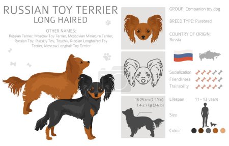 Ilustración de Rusia juguete terrier de pelo largo clipart. Distintas poses, colores del abrigo establecidos. Ilustración vectorial - Imagen libre de derechos