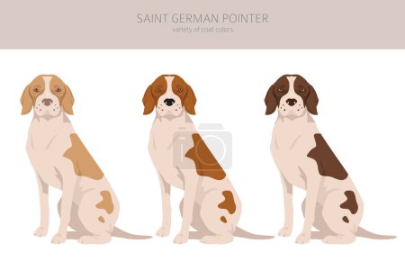 Ilustración de Saint German Pointer clipart. Todos los colores del abrigo establecidos. Todas las razas de perros características infografía. Ilustración vectorial - Imagen libre de derechos