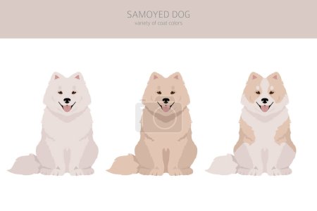 Samoyed Hund Clipart. Verschiedene Posen, festgelegte Fellfarben. Vektorillustration