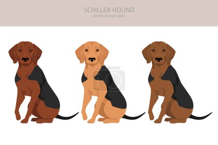 Illustration for Schiller Hound clipart. All coat colors set.  All dog breeds characteristics infographic. Vector illustration - Royalty Free Image