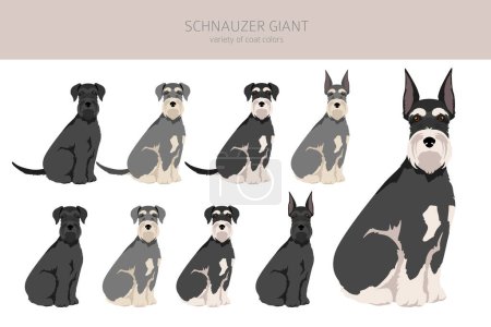 Illustration for Schhnauzer Giant clipart. Different poses, coat colors set.  Vector illustration - Royalty Free Image