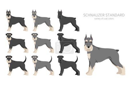 Ilustración de Schhnauzer Clipart estándar. Distintas poses, colores del abrigo establecidos. Ilustración vectorial - Imagen libre de derechos