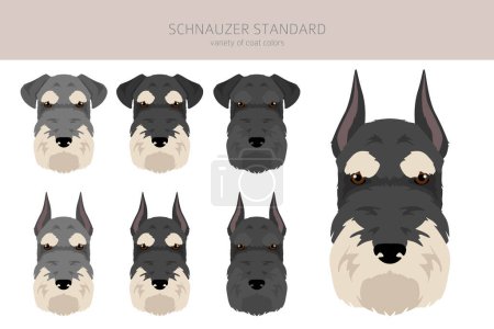 Illustration for Schhnauzer Standard clipart. Different poses, coat colors set.  Vector illustration - Royalty Free Image