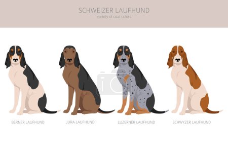 Téléchargez les illustrations : Schwyzer Laufhund, Chien suisse clipart. Toutes les couleurs de manteau ensemble. Toutes les races de chiens caractéristiques infographie. Illustration vectorielle - en licence libre de droit