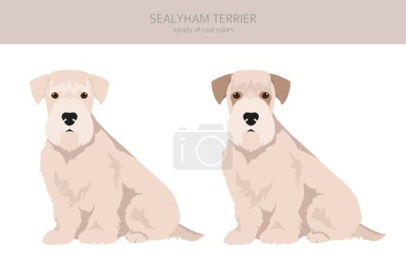 Illustration for Sealyham terrier clipart. Different poses, coat colors set.  Vector illustration - Royalty Free Image