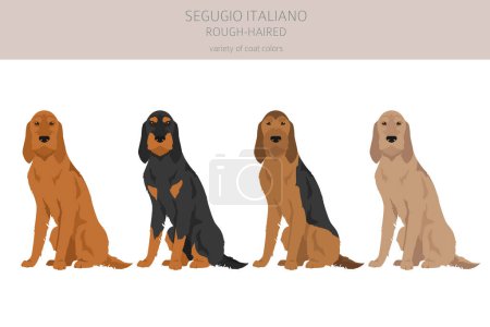 Ilustración de Segugio Italiano rough haired clipart. Different poses, coat colors set.  Vector illustration - Imagen libre de derechos