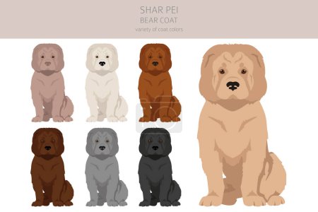 Téléchargez les illustrations : Shar Pei bear coat clipart. Different poses, coat colors set.  Vector illustration - en licence libre de droit