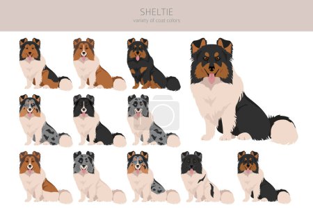 Illustration for Sheltie, Shetland sheepdog clipart. Different poses, coat colors set.  Vector illustration - Royalty Free Image