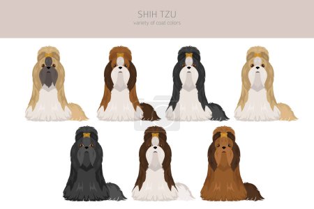 Ilustración de Shih Tzu posa, conjunto de colores del abrigo. Ilustración vectorial - Imagen libre de derechos
