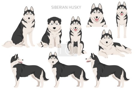 Clipart Husky de Sibérie. Toutes les couleurs de manteau ensemble. Toutes les races de chiens caractéristiques infographie. Illustration vectorielle