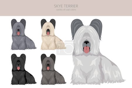 Illustration for Skye terrier coat colors, different poses clipart.  Vector illustration - Royalty Free Image
