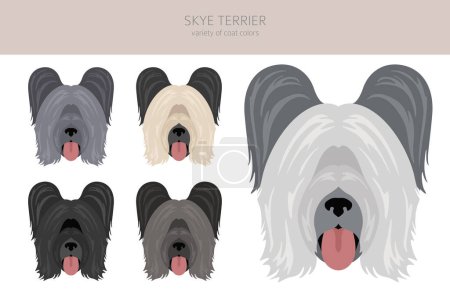 Illustration for Skye terrier coat colors, different poses clipart.  Vector illustration - Royalty Free Image