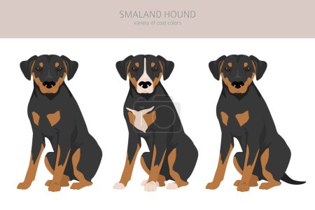 Illustration for Smaland Hound clipart. All coat colors set.  All dog breeds characteristics infographic. Vector illustration - Royalty Free Image