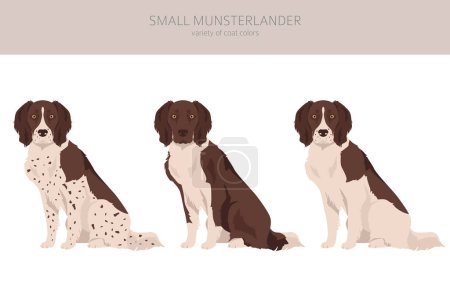 Illustration for Small Munsterlander coat colors, different poses clipart.  Vector illustration - Royalty Free Image