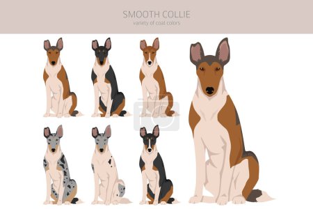 Téléchargez les illustrations : Smooth Collie coat colors, different poses clipart.  Vector illustration - en licence libre de droit