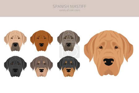 Illustration for Spanish Mastiff coat colors, different poses clipart.  Vector illustration - Royalty Free Image