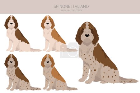 Illustration for Spinone Italiano coat colors, different poses clipart.  Vector illustration - Royalty Free Image